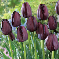 Heirloom Non-GMO Jackpot Tulip Bulbs for Planting – Vibrant Spring-Blooming Garden Flowers - Non-GMO for planting in home garden
