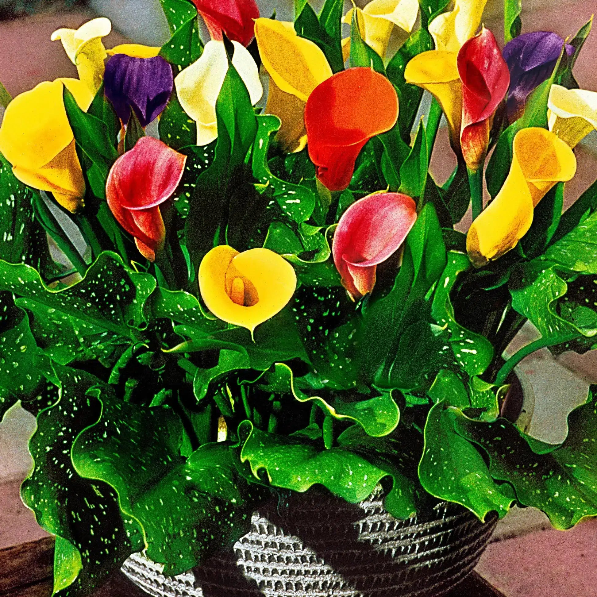 Calla Lily Bulbs | Variegated Foliage Perennial Flowers for Shade Gardens