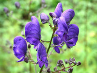 Monkshood Poisonous Flower Seeds for Planting - NON GMO Seeds