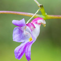 Heirloom Parrot Orchid Flower Seeds, Non-GMO Exotic Tropical Blooms for Decorative Garden Planting