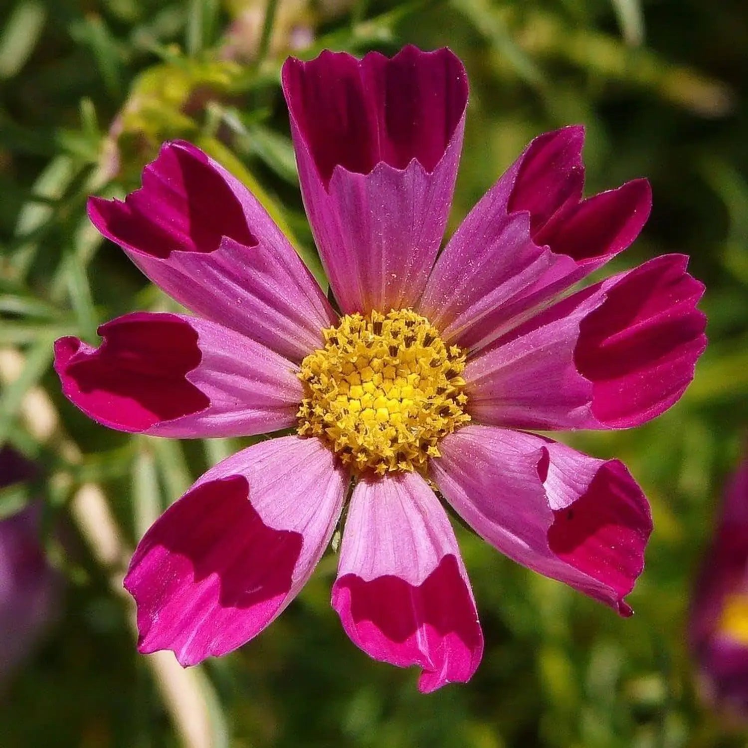 Bright Sea Shells Cosmos flowers blooming in a sunny garden