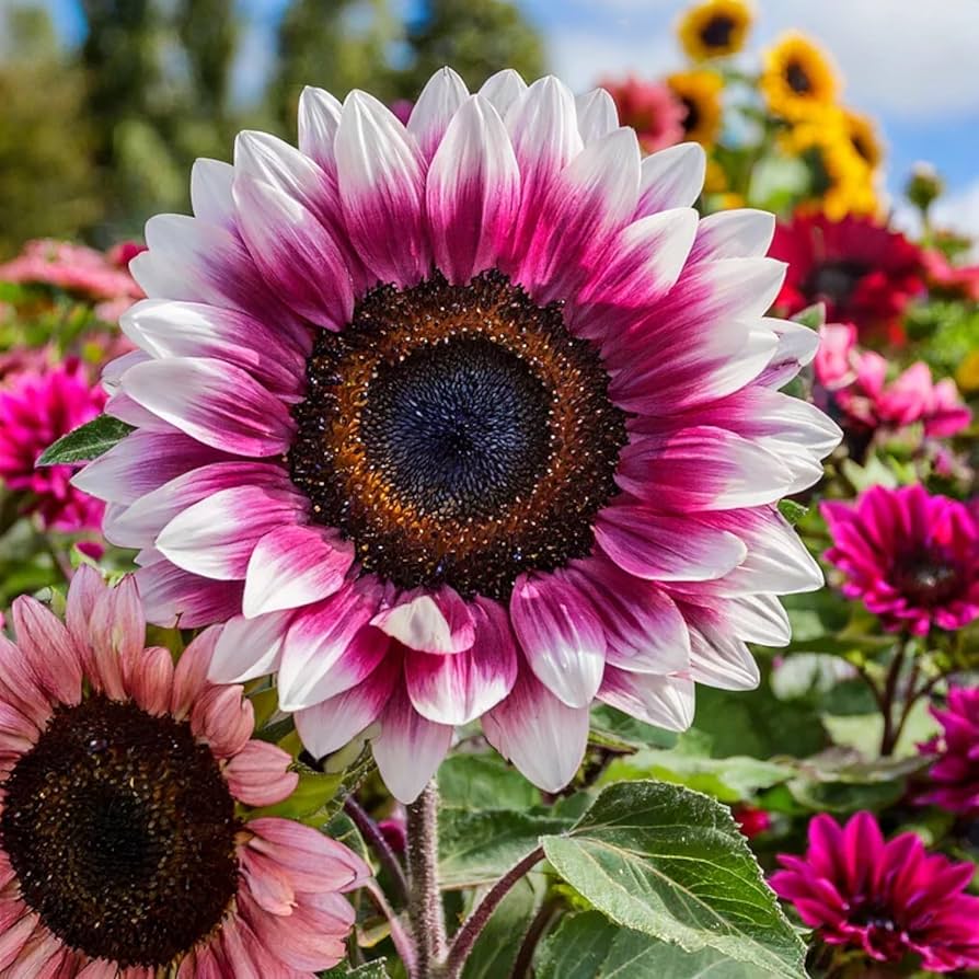 Sunflower Plant Seeds Heirloom Non GMO Planting - 100 pcs