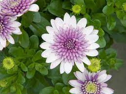 White Purple Omeris Flower Seeds for Planting NON GMO Seeds