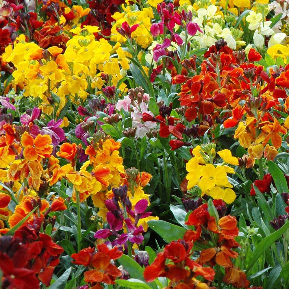 Heirloom Wallflower Cheiranthus Cheiri Flower Seeds, Non-GMO Fragrant Blooms for Planting