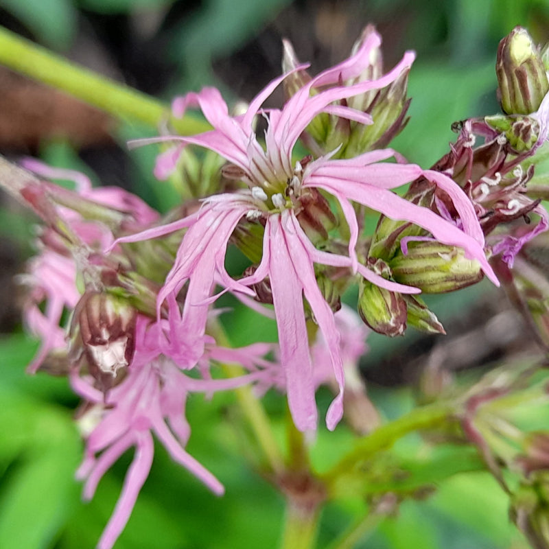 Heirloom Non-GMO Lychnis Flos-Cuculi Flower Seeds for Planting – Ragged for Wetland Gardens