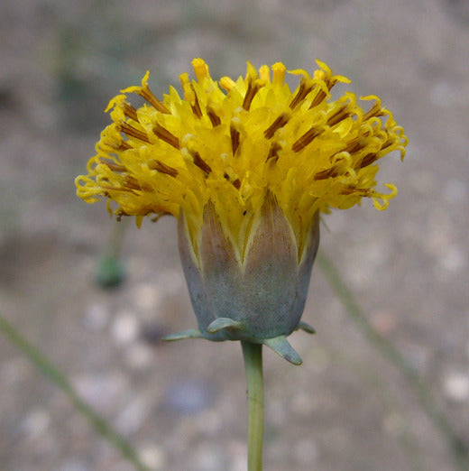 Heirloom Non-GMO Thelesperma Flower Seeds for Planting – Drought-Resistant Wildflower Blooms