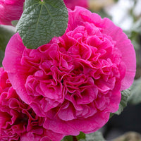 Heirloom Hollyhock Flower Seeds, Non-GMO Tall Cottage Garden Blooms for Vibrant Planting for planting in home garden