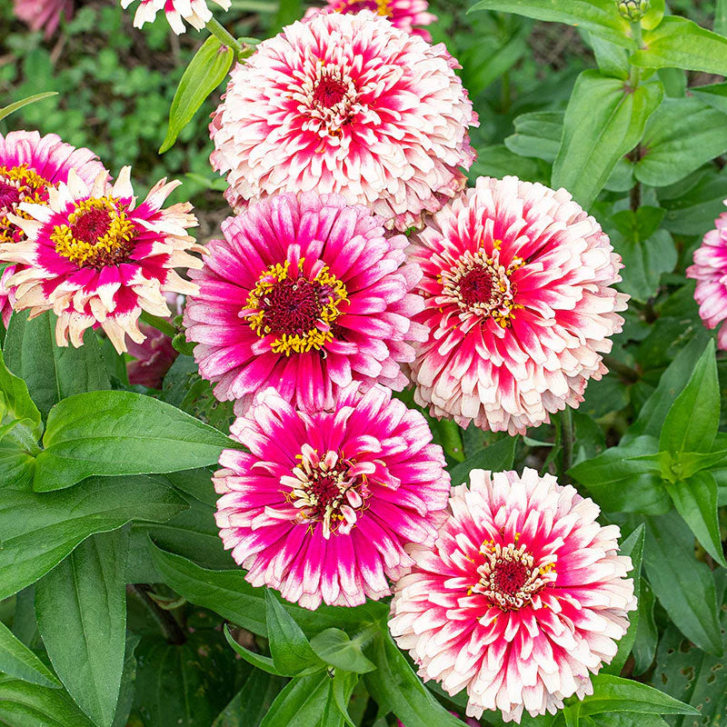 White Pink Zinnia Flower Seeds for Planting â€“ Non-GMO, Heirloom, Vibrant Garden Blooms