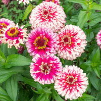 White Pink Zinnia Flower Seeds for Planting â€“ Non-GMO, Heirloom, Vibrant Garden Blooms