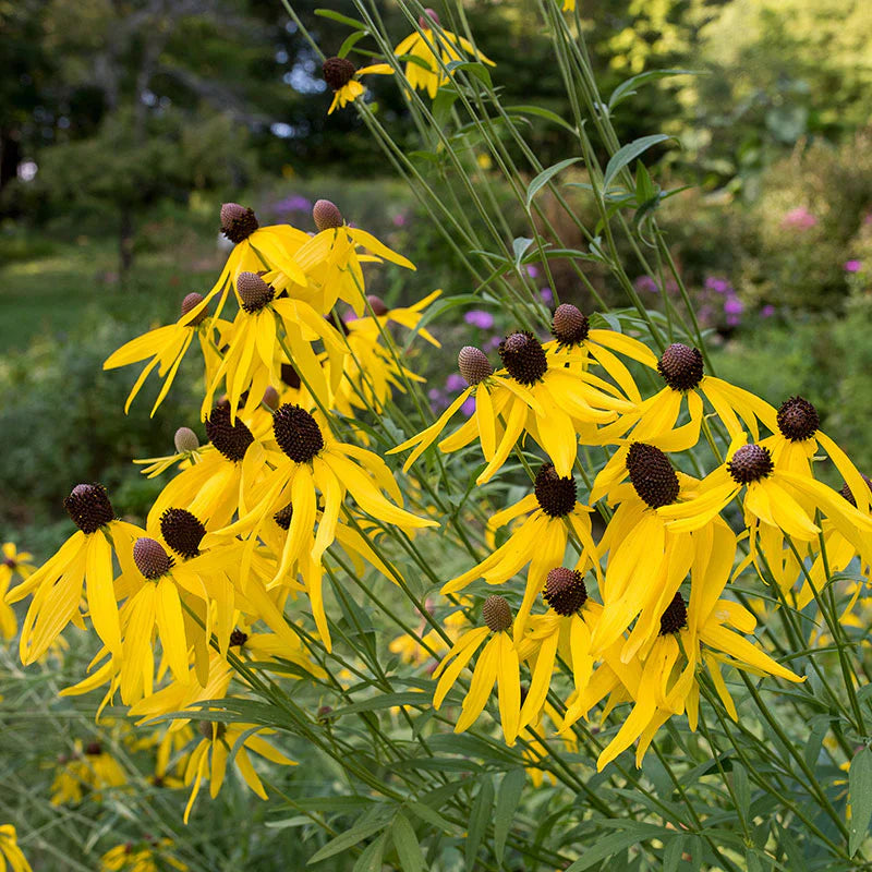Heirloom Non-GMO Yellow Coneflower Seeds – Vibrant Pollinator Blooms for Garden Planting