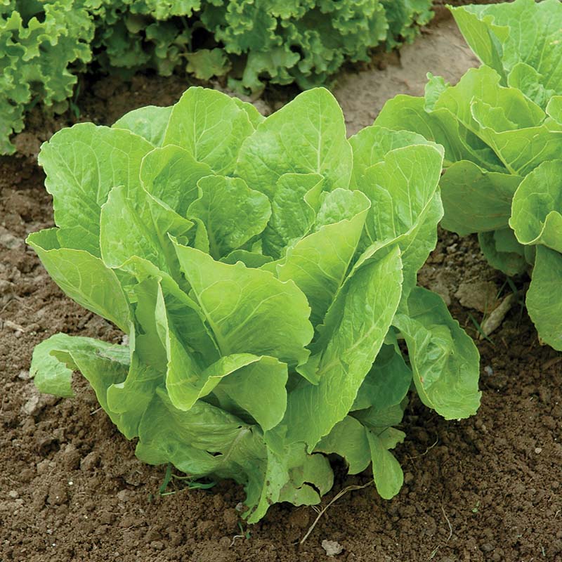 Organic Jericho Lettuce Seeds for Planting heirloom & Non-GMO Seeds