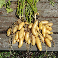 Banana Fingerling Potato Vegetable Seeds – Thin-Skinned and Creamy Texture
