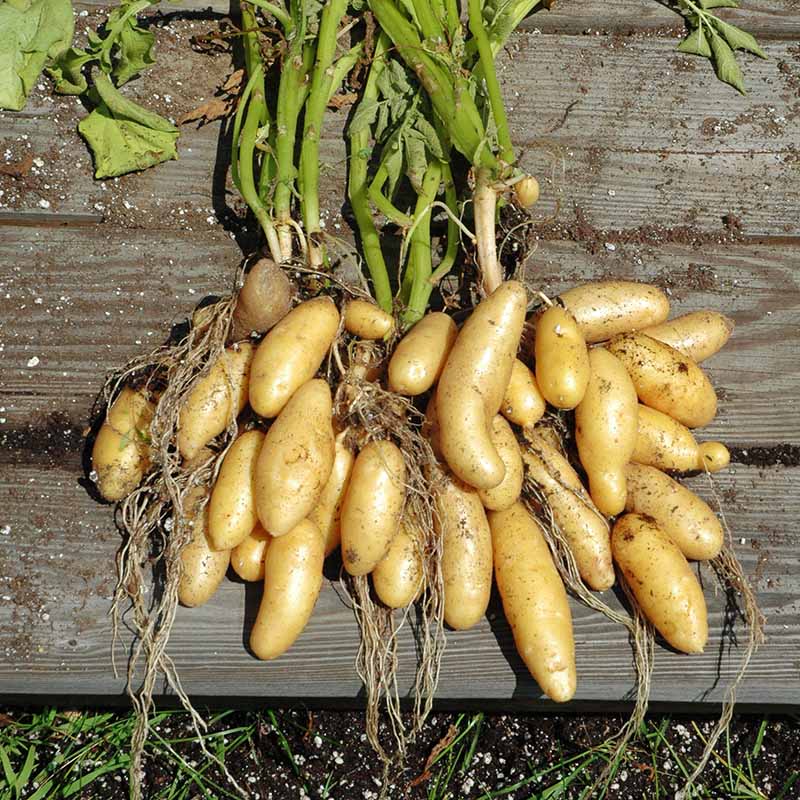 Banana Fingerling Potato Vegetable Seeds – Thin-Skinned and Creamy Texture