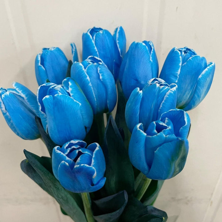 Sky Blue Tulip Flower Seeds for Planting – Heirloom, Non-GMO, Vibrant Blooms