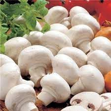 Mushroom Seeds for Gardening, 100 Pcs pcs