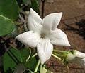 Loroco Flower Seeds for Planting, NON GMO Seeds