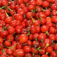 Wiri Wiri Pepper Capsicum frutescens for planting in spice garden