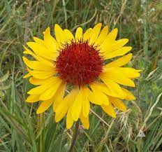 Yellow Gaillardia Seeds for Planting - NON GMO Seeds