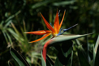 Heirloom Queen's Bird-of-Paradise Seeds – Non-GMO Flower Seeds for Planting