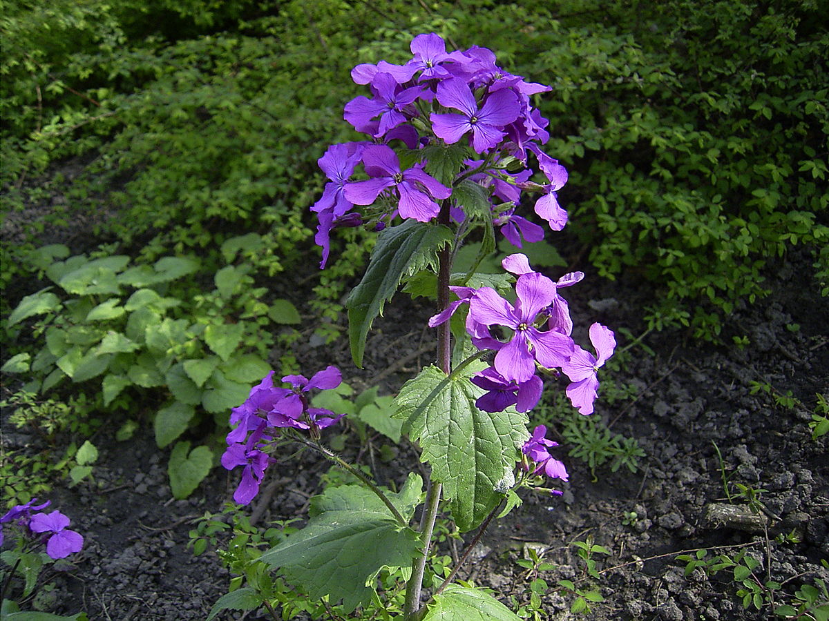 Heirloom Non-GMO Honesty Flower Seeds for Planting – Unique Garden Blooms