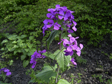 Heirloom Non-GMO Honesty Flower Seeds for Planting – Unique Garden Blooms - Non-GMO for planting in home garden