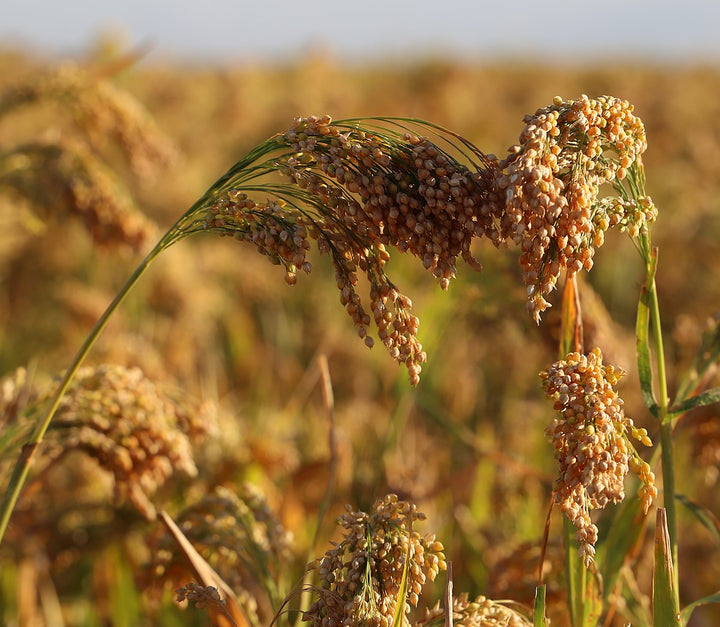 White Proso Millet Seeds for Planting - NON GMO Seeds