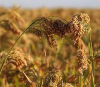 White Proso Millet Seeds for Planting - NON GMO Seeds