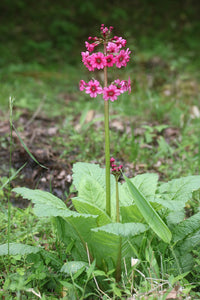 Primula Japonica Flower Seeds, Heirloom, Non-GMO Seeds for Planting