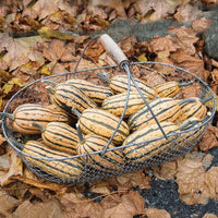 Honey Boat Delicata Squash Seeds for Home Garden Planting | Heirloom Non-GMO
