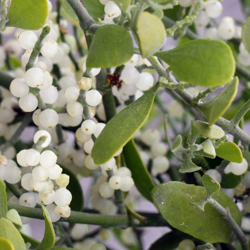 Mistletoe White Plant Seeds for Planting NON GMO Seeds
