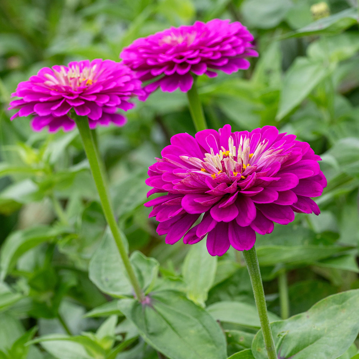 Zinnia Oklahoma Double Bloom Flower Seeds for Planting – Heirloom, Non-GMO Flower Seeds
