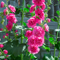Baby Pink Hollyhock Flower Planting Seeds for Garden NON GMO Seeds
