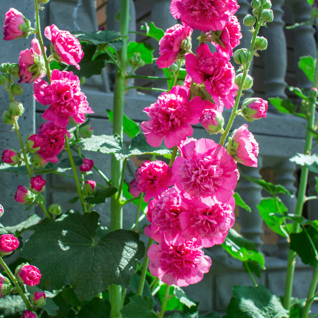Baby Pink Hollyhock Flower Planting Seeds for Garden NON GMO Seeds