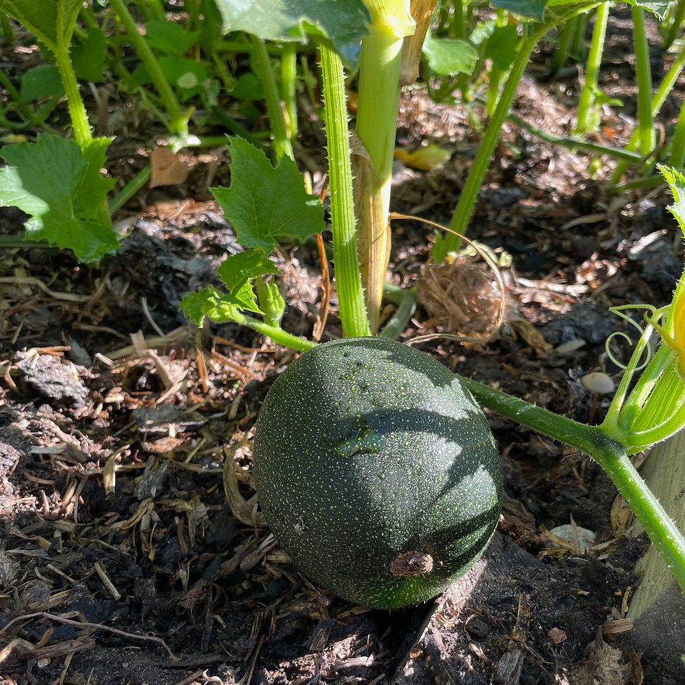 Gem Squash Vegetable Seeds for Planting - Heirloom and Non-GMO Garden Seeds