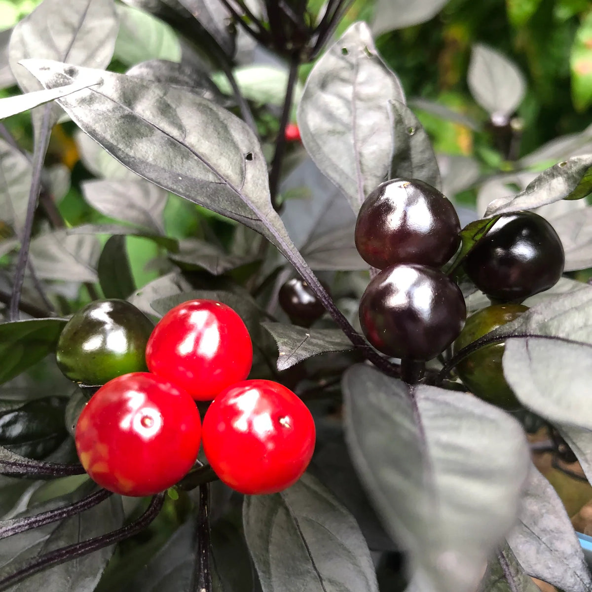 Ornamental Black Pearl pepper plants growing in outdoor containers