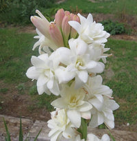 Asperata Flower Seeds for Planting, Unique Variety, 100 pcs for planting in your garden.