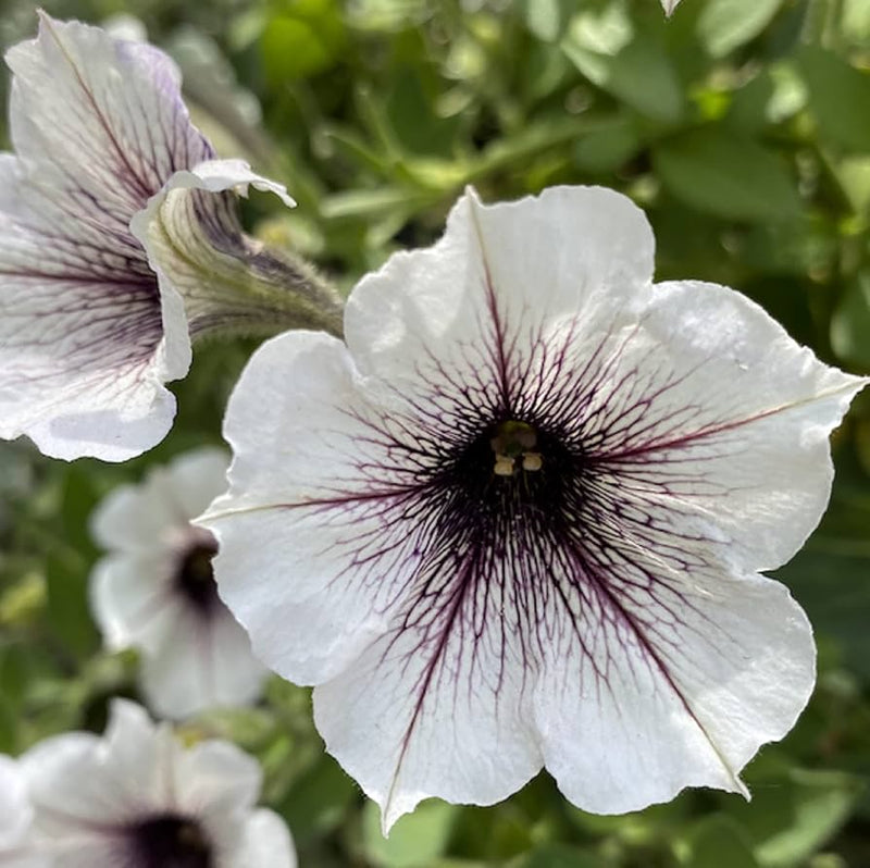 Heirloom Russian Petunia Flower Seeds for Planting - NON-GMO, Easy Grow, Vibrant Garden Blooms