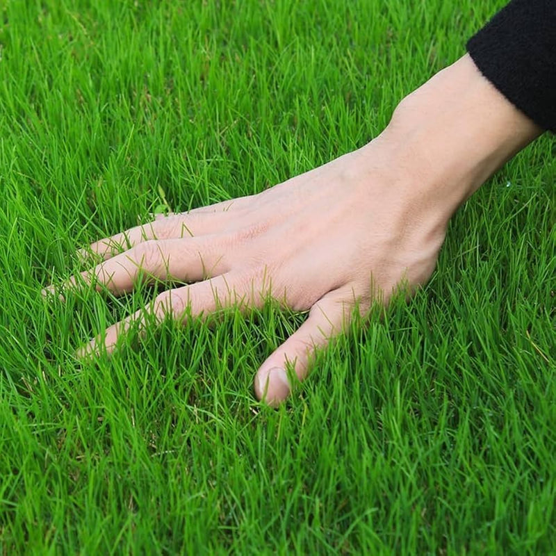 Lawn Repair Patch Seed Mix