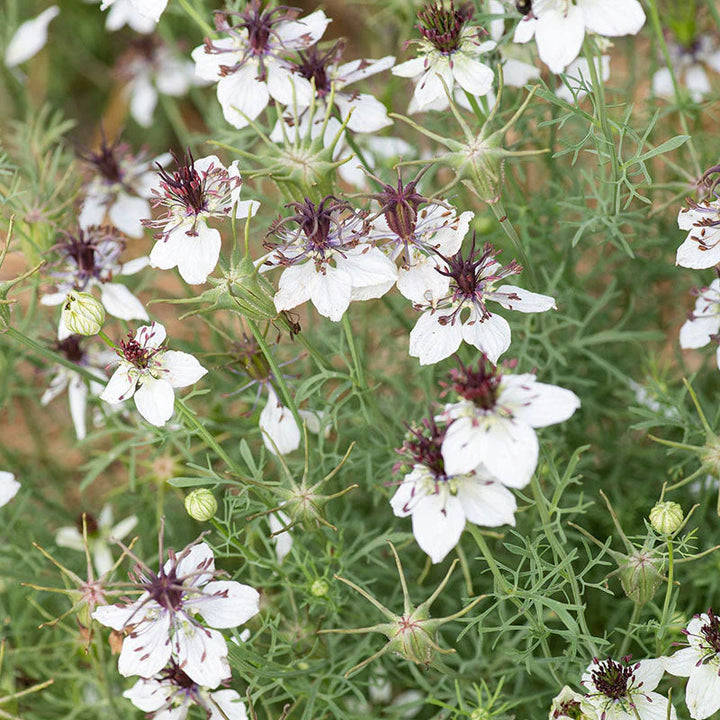 White Nigella African Flower Seeds for Planting - NON GMO Seeds