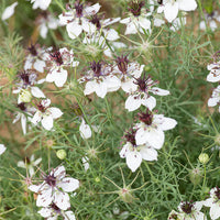 White Nigella African Flower Seeds for Planting - NON GMO Seeds