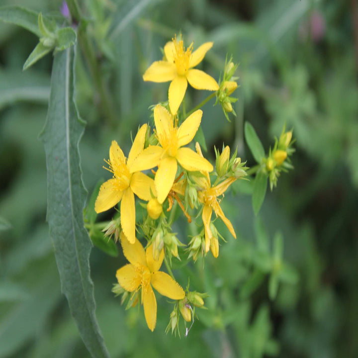 Heirloom Non-GMO Agrimonia Flower Seeds for Planting – Medicinal Wildflower Blooms