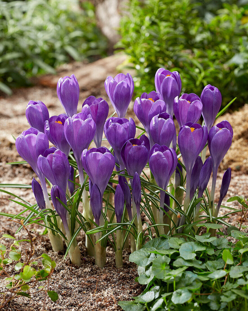 Blue Ocean crocus Heirloom Flower Seeds – Non-GMO Early Spring Blooms for Garden Planting seeds for planting in home garden
