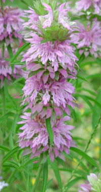 Purple Lemon Bee Flower Seeds for Planting - Heirloom and Non-GMO Seeds for Beautiful Home Garden