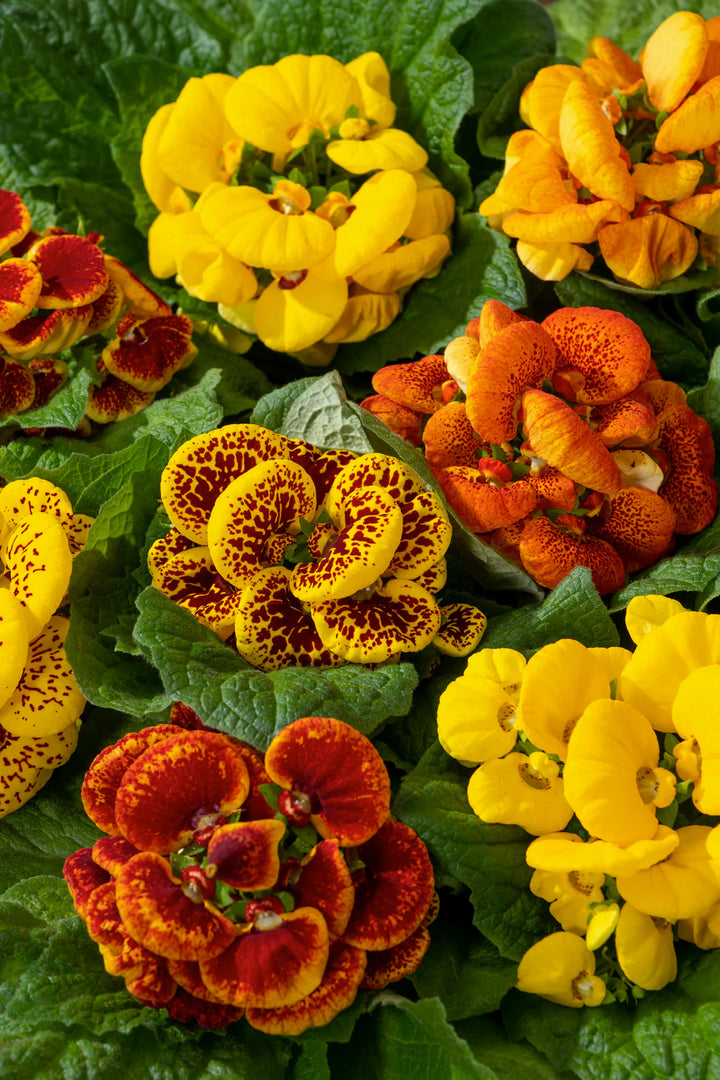 Calceolaria Zapatilla Flower Seeds for Planting, NON GMO Seeds
