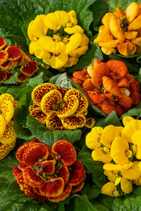 Calceolaria Zapatilla Flower Seeds for Planting, NON GMO Seeds