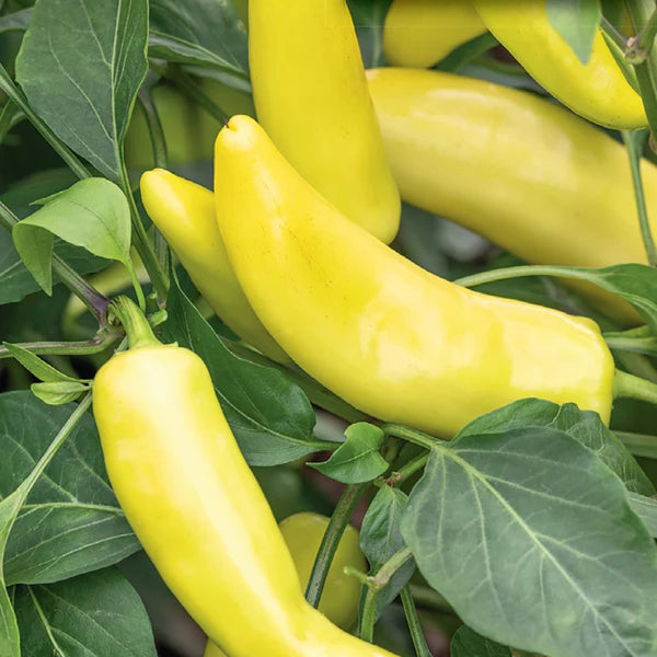 Yellow Bedder Macedonian Pepper Seeds for Planting heirloom & Non-GMO Seeds