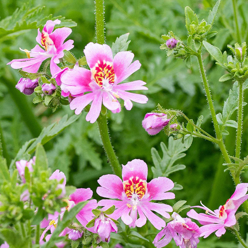 Heirloom Schizanthus Flower Seeds, Non-GMO, Butterfly Blooms for Colorful Garden Displays