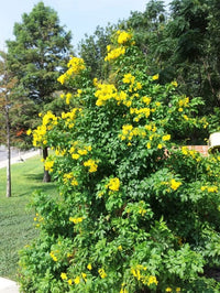 Esperanza Plant Seeds for Planting - NON GMO Seeds