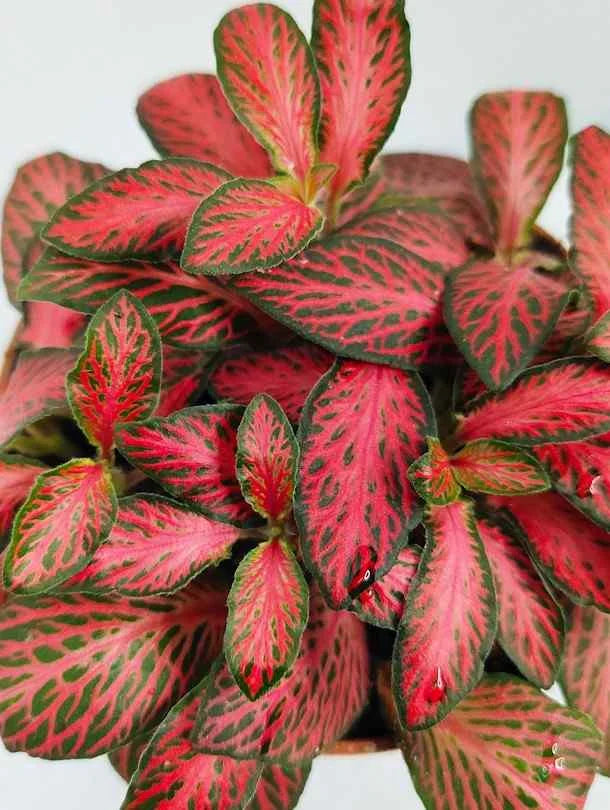 Red Fittonia Verschaffeltii Plant Seeds for Planting - Non GMO & Heirloom Seeds