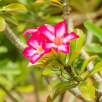 Adenium Flower Seeds for Planting - 100 pcs